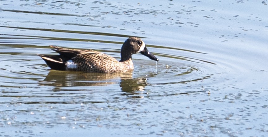 Blue-winged Teal - ML620871127