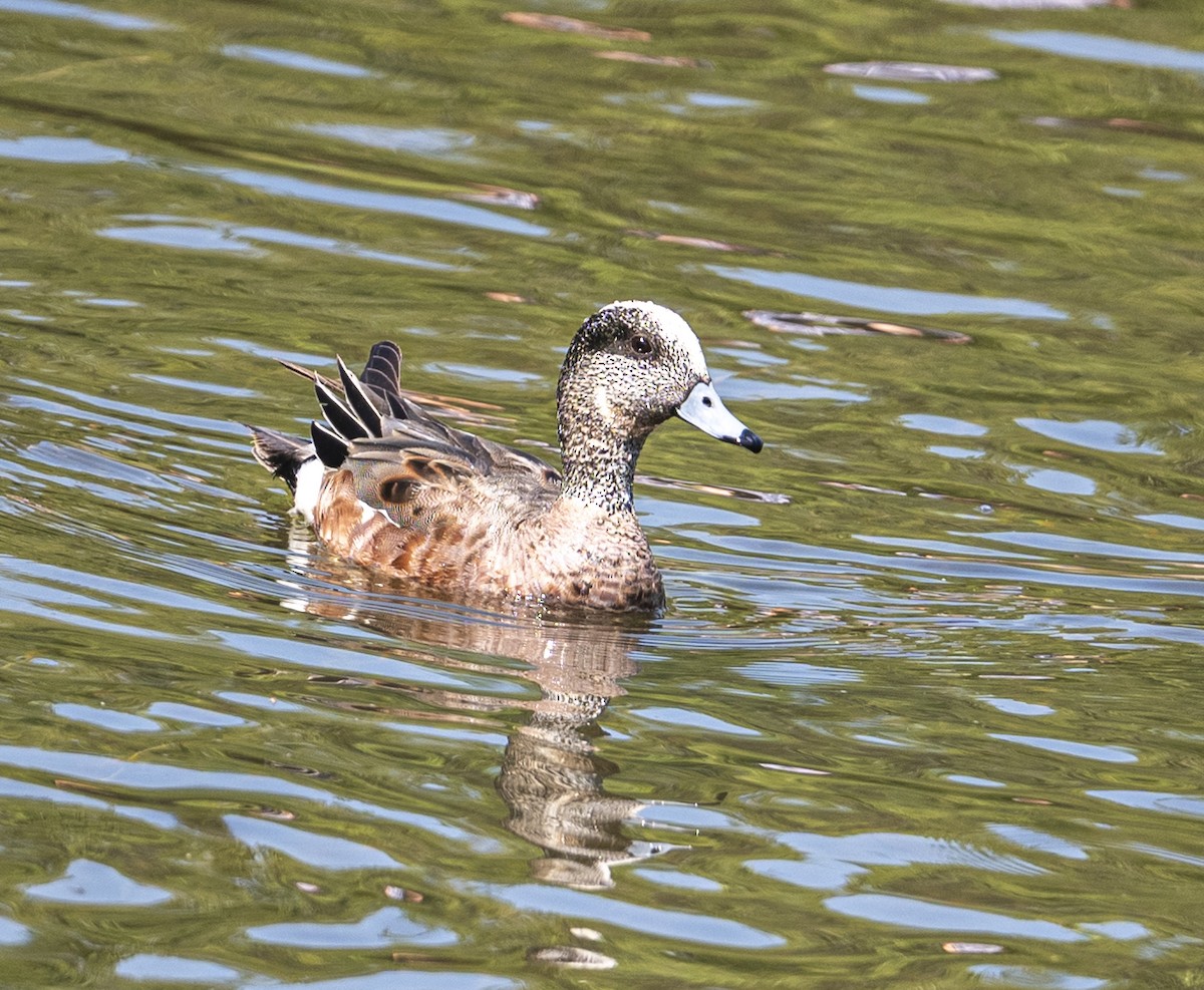 American Wigeon - ML620871131