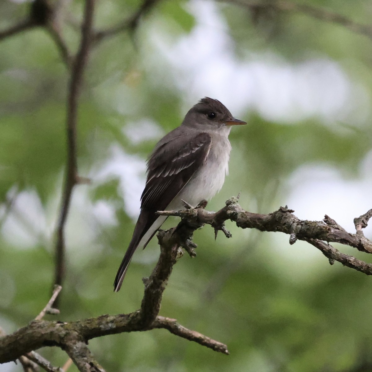 Eastern Wood-Pewee - ML620871133