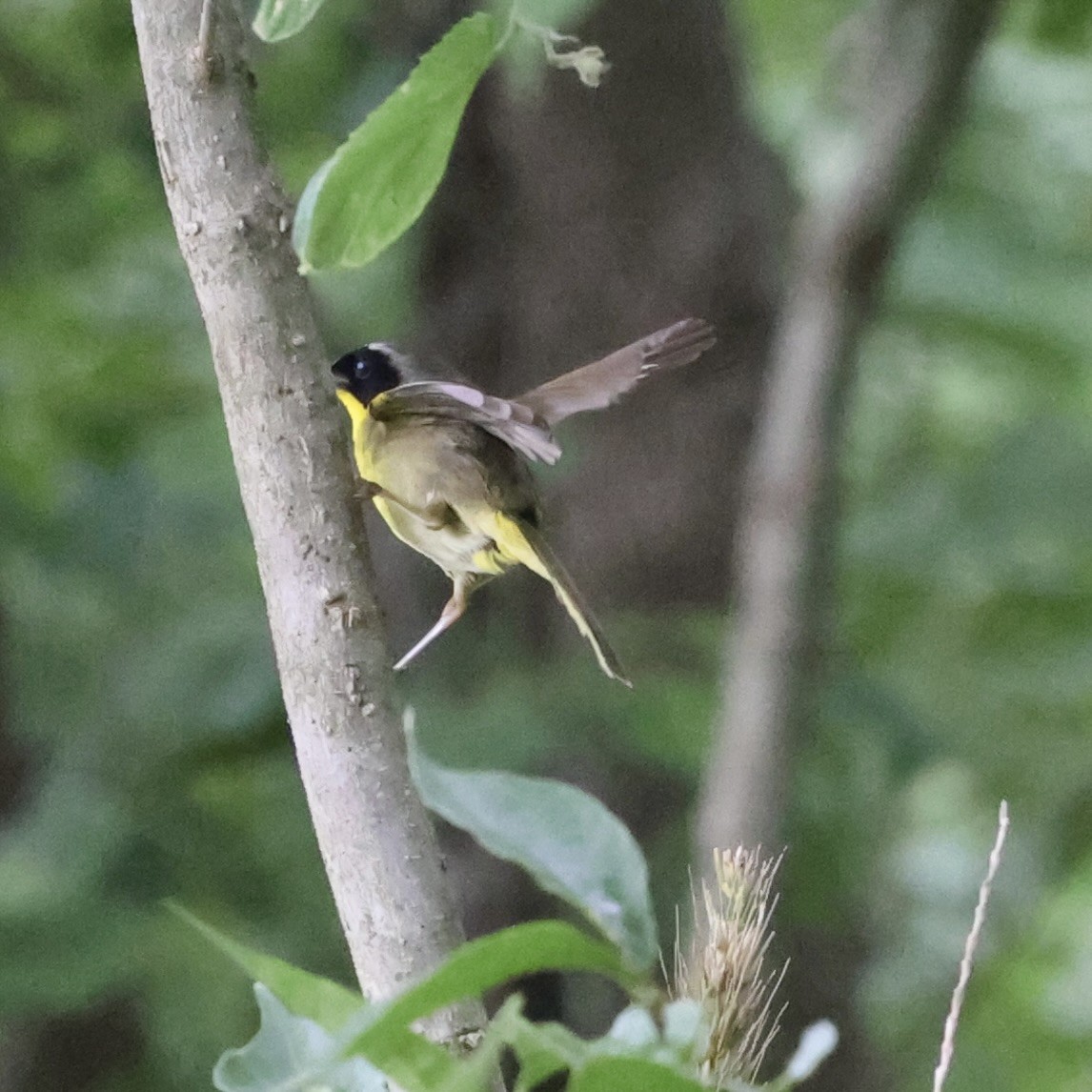 Common Yellowthroat - ML620871139