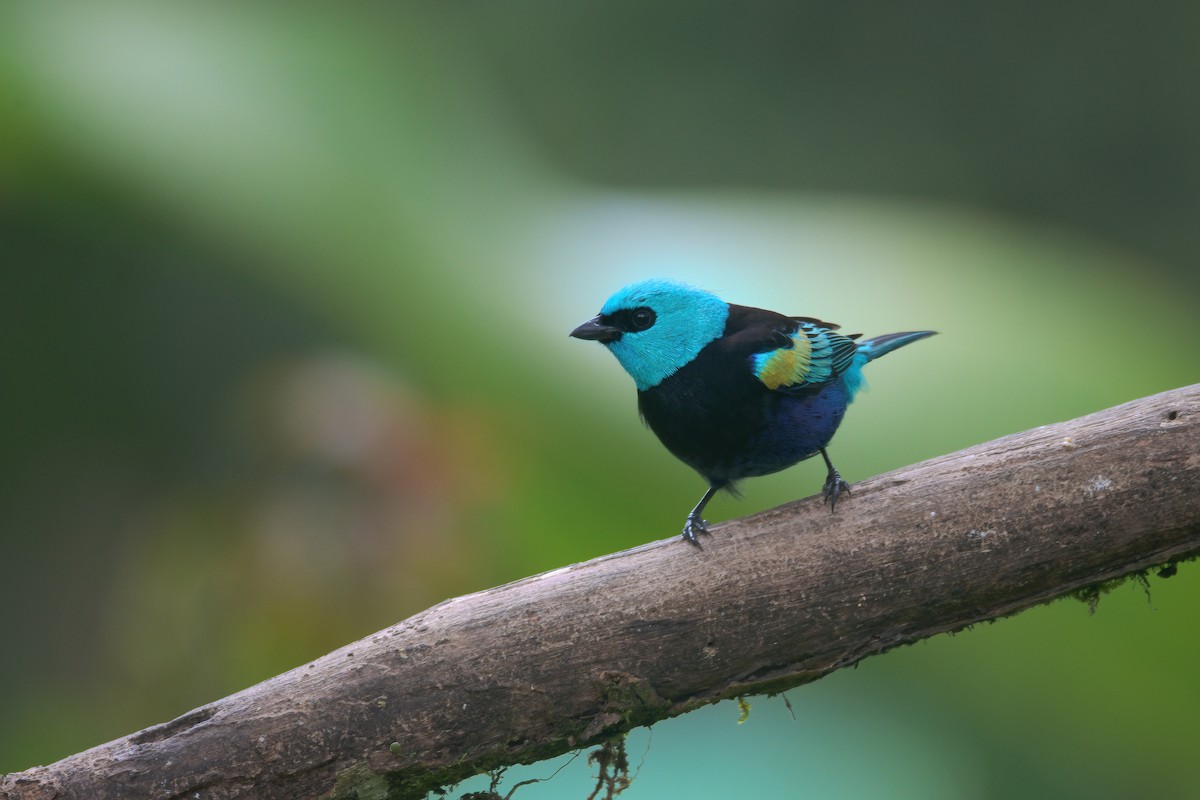 Blue-necked Tanager - ML620871140