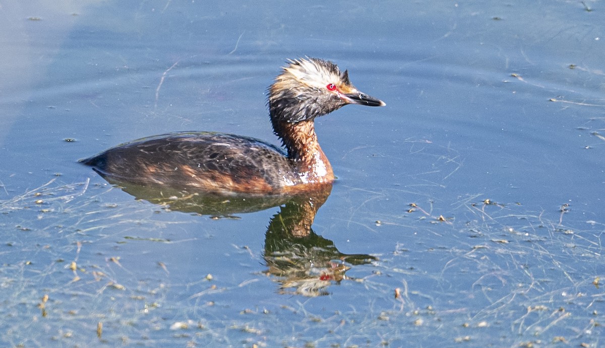 Horned Grebe - ML620871141