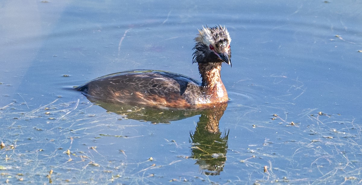 Horned Grebe - ML620871142