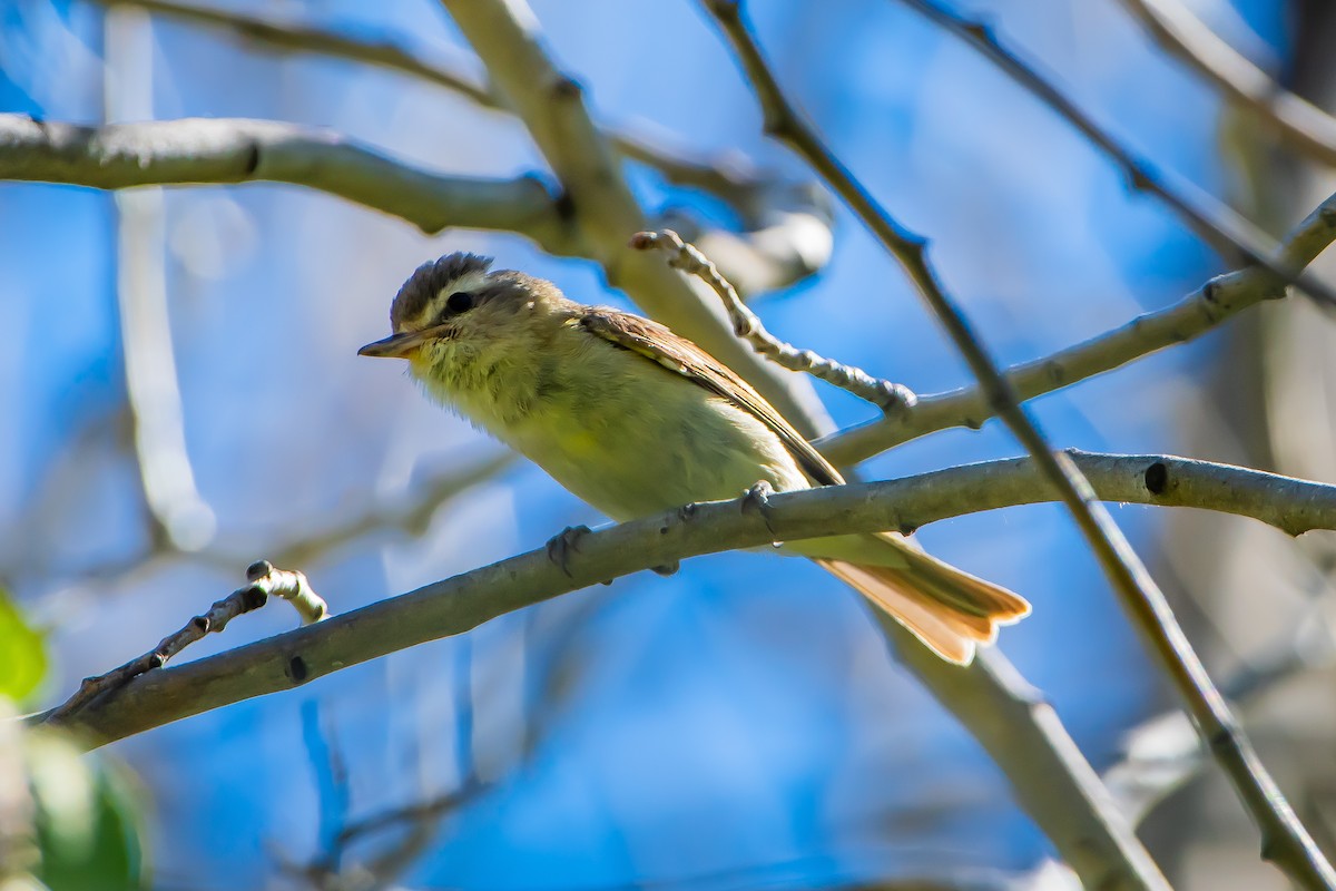 Warbling Vireo - ML620871146