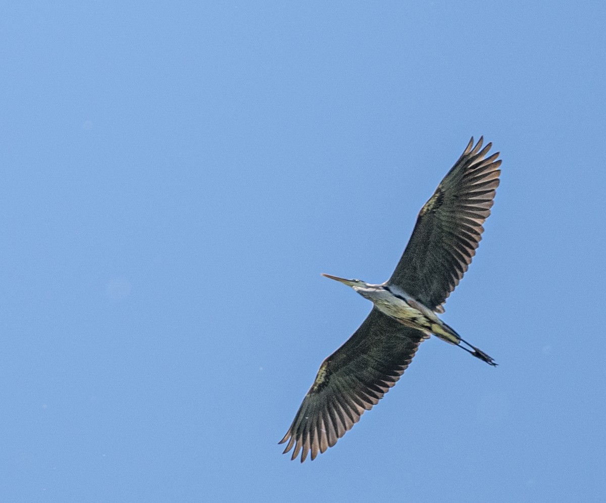 Great Blue Heron - ML620871148