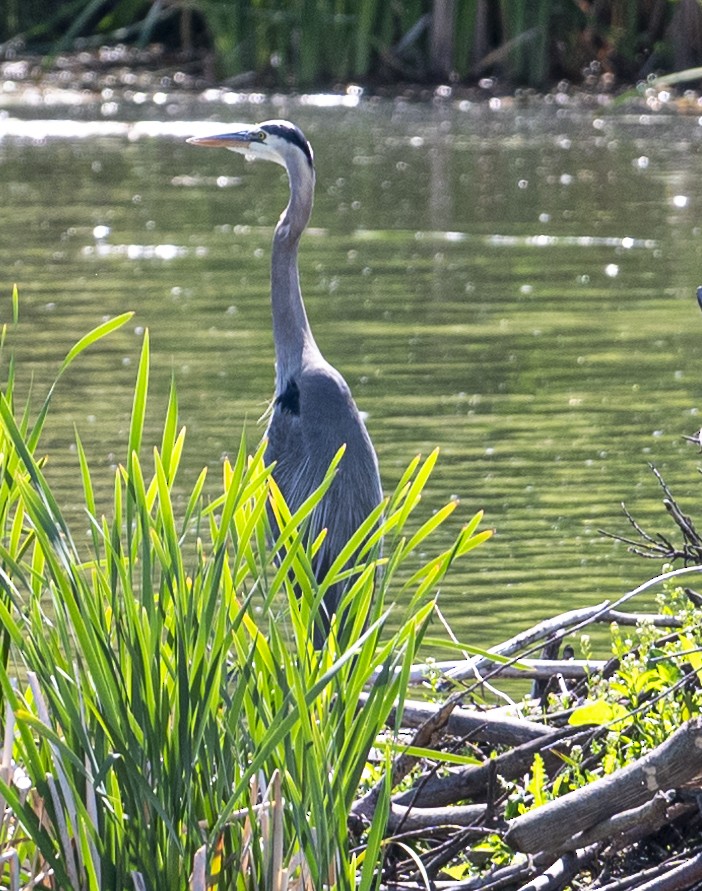 Great Blue Heron - ML620871150