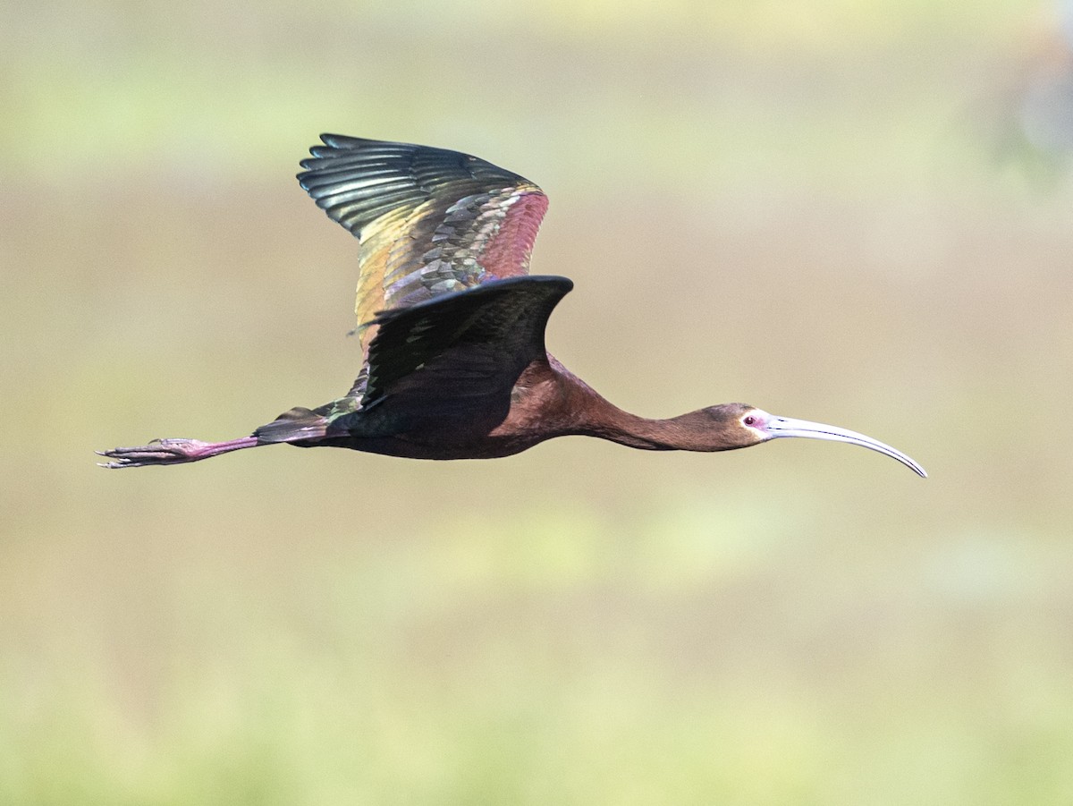 White-faced Ibis - ML620871157