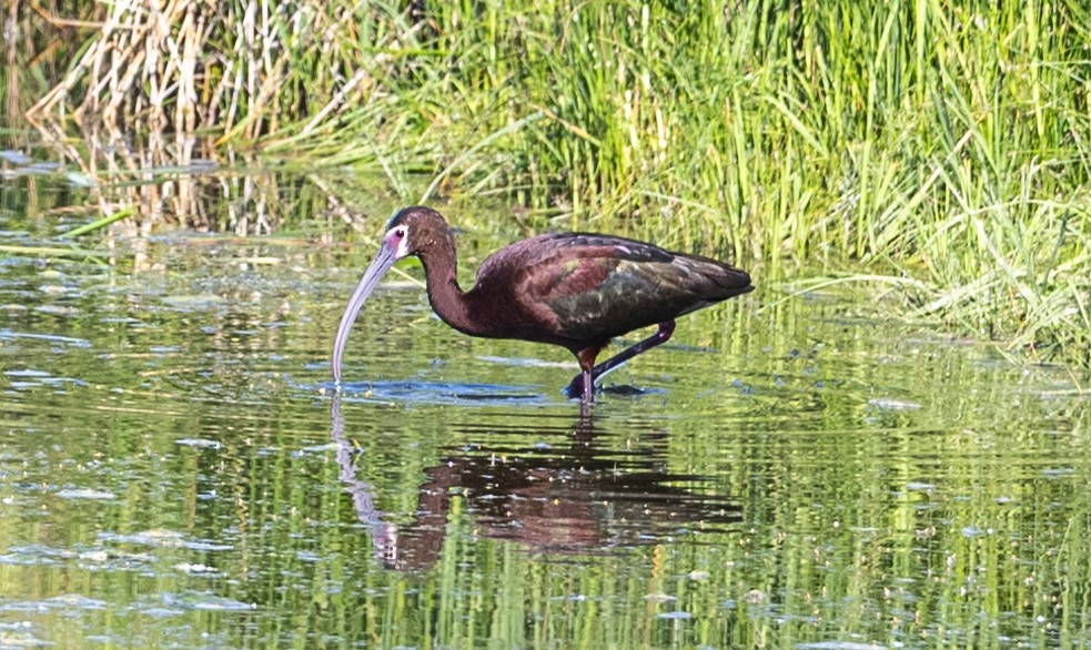 White-faced Ibis - ML620871158