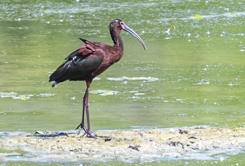 White-faced Ibis - ML620871162