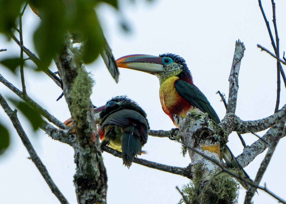 Curl-crested Aracari - ML620871163