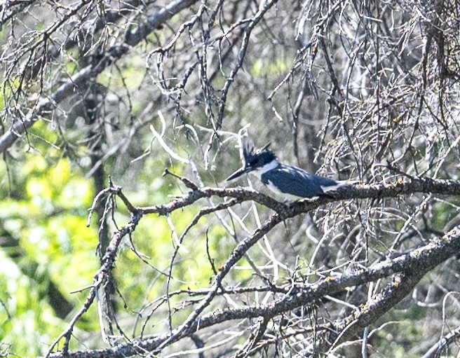 Belted Kingfisher - ML620871169