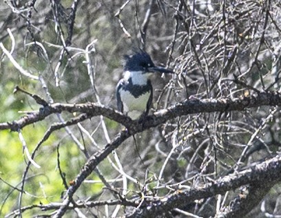Belted Kingfisher - ML620871170