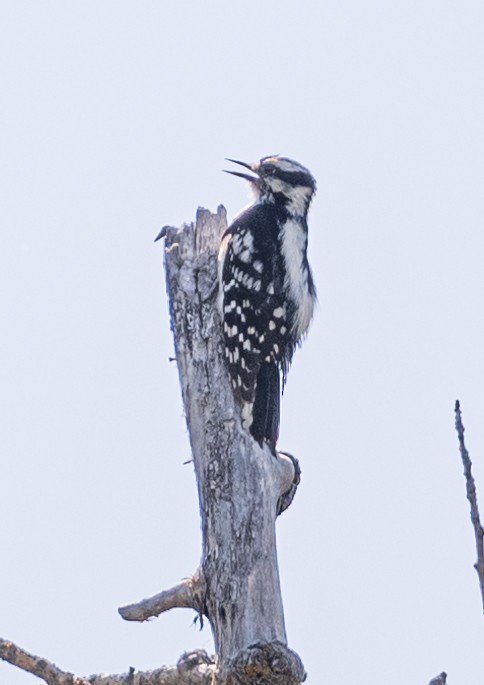 Hairy Woodpecker - ML620871171