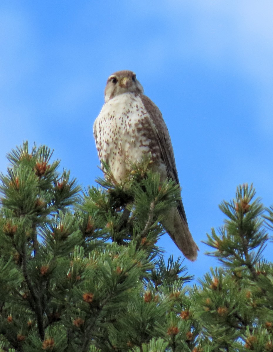 Prairie Falcon - ML620871191