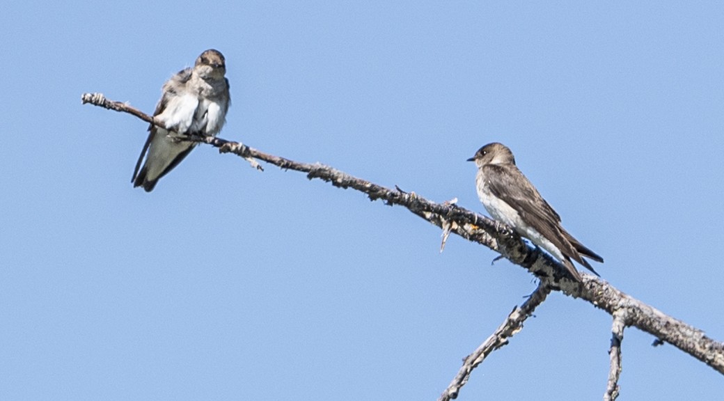 Golondrina Aserrada - ML620871193