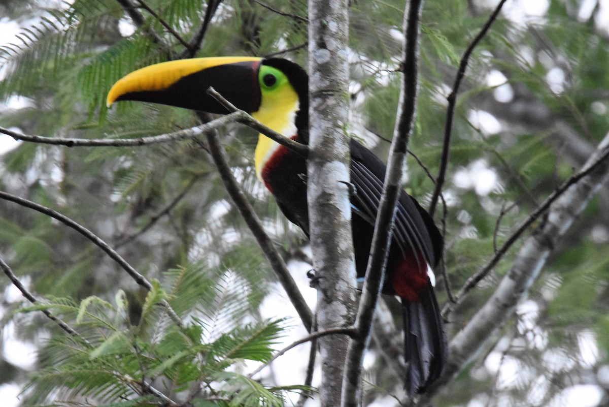 Yellow-throated Toucan - ML620871194