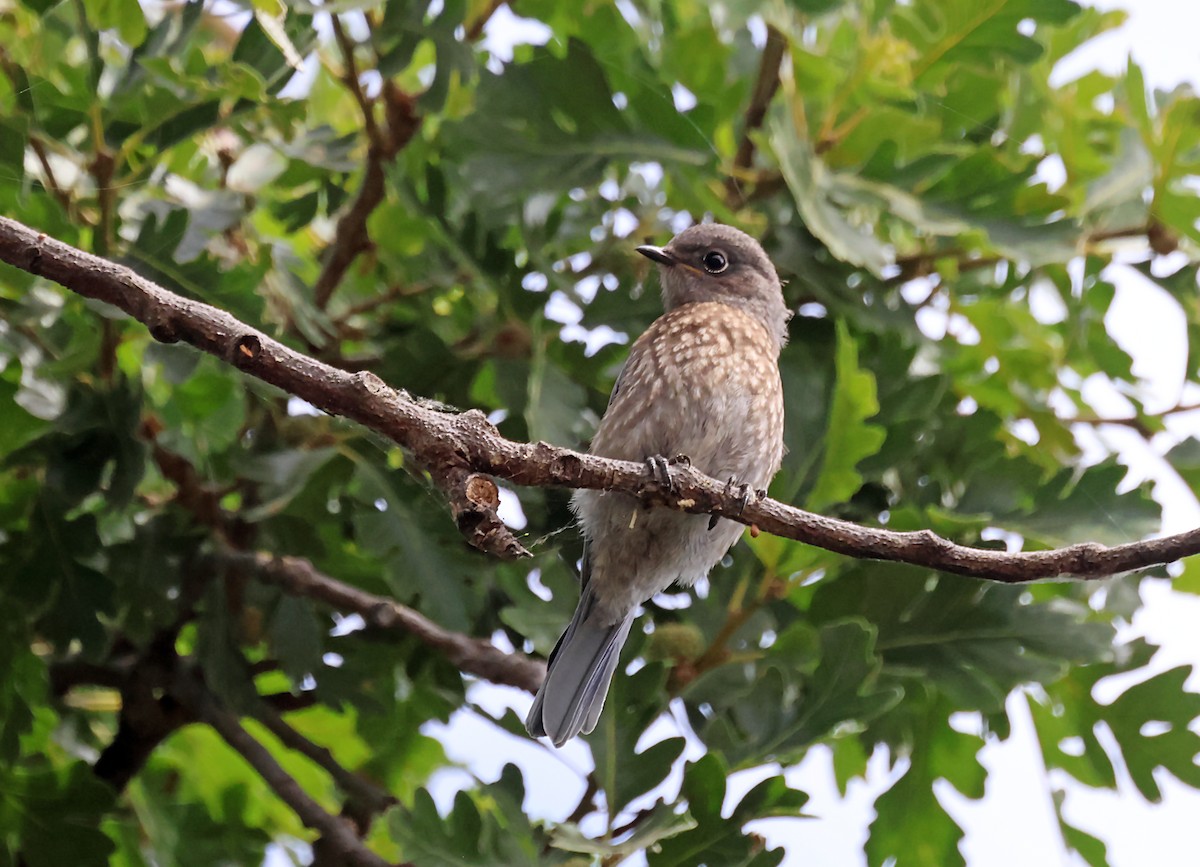 Western Bluebird - ML620871195