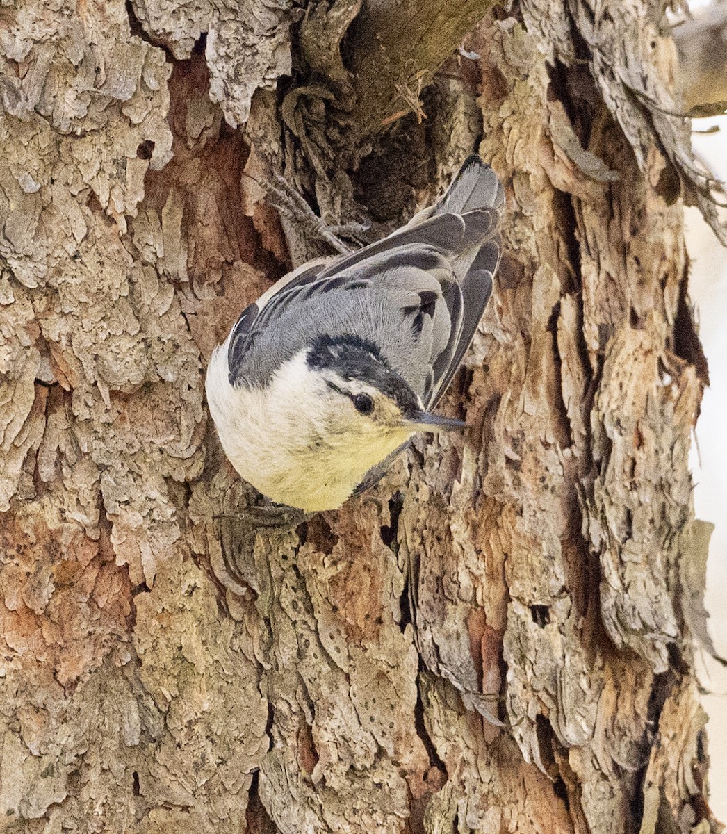 White-breasted Nuthatch - ML620871196