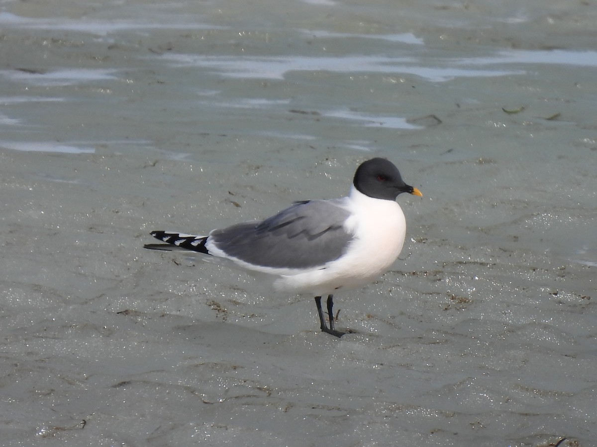 Sabine's Gull - debra sweeney