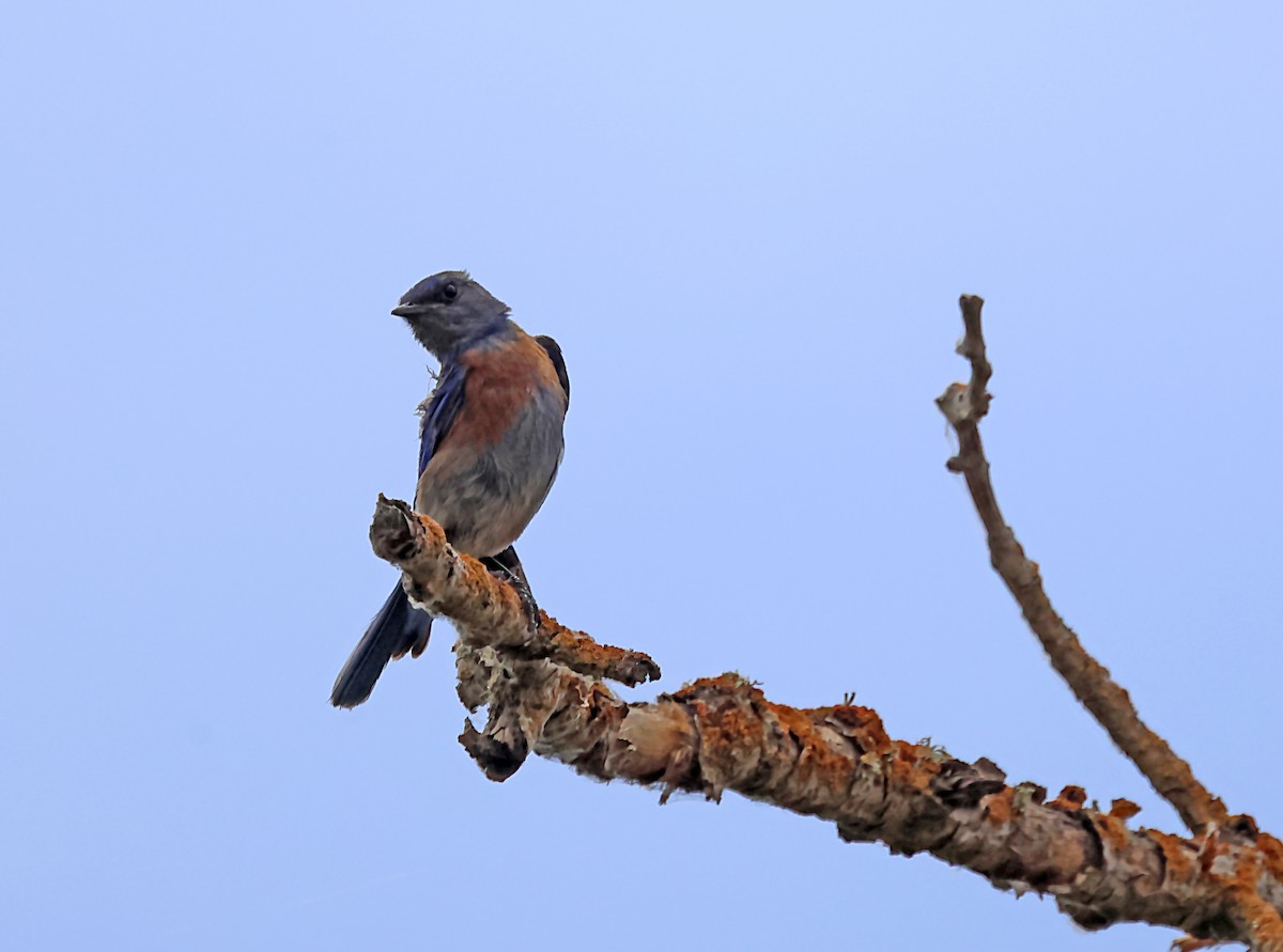 Western Bluebird - ML620871201