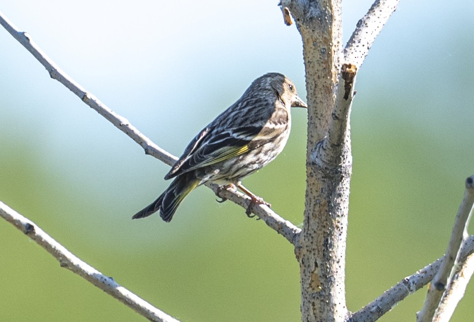 Pine Siskin - ML620871203