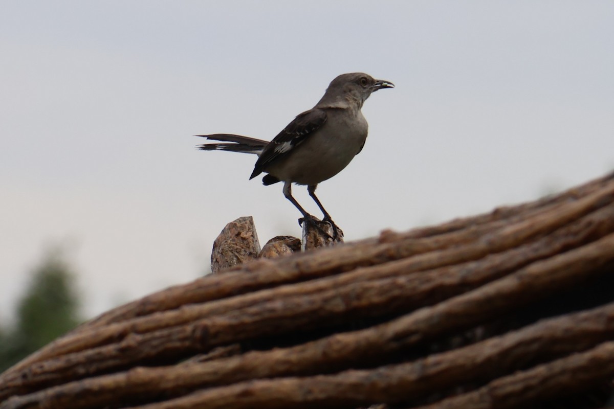 Northern Mockingbird - ML620871204