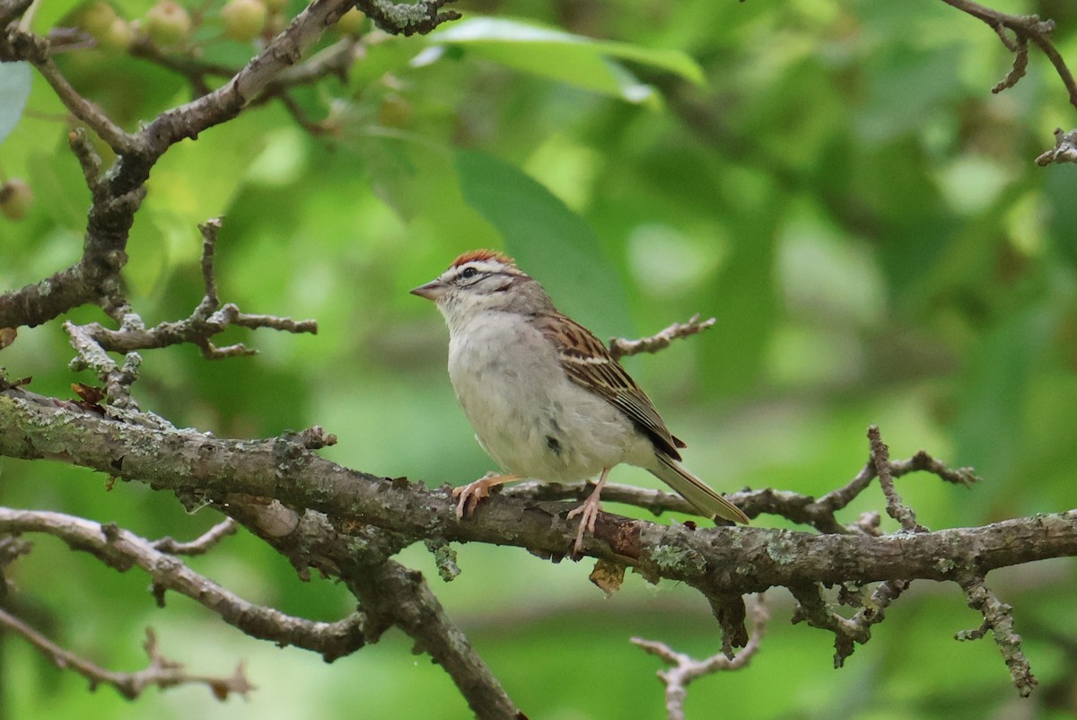 Chipping Sparrow - ML620871206