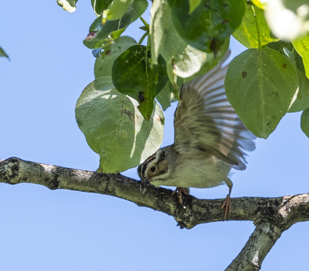 Clay-colored Sparrow - ML620871207