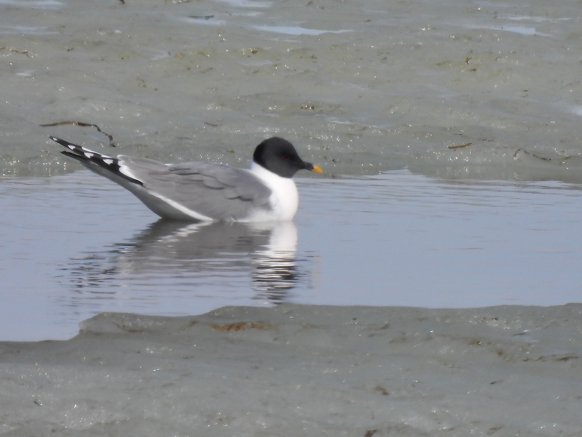 Sabine's Gull - ML620871208