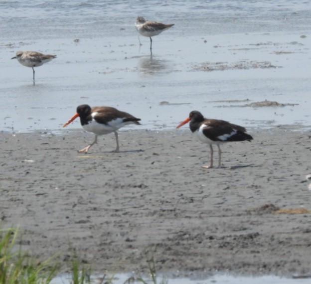 American Oystercatcher - ML620871212