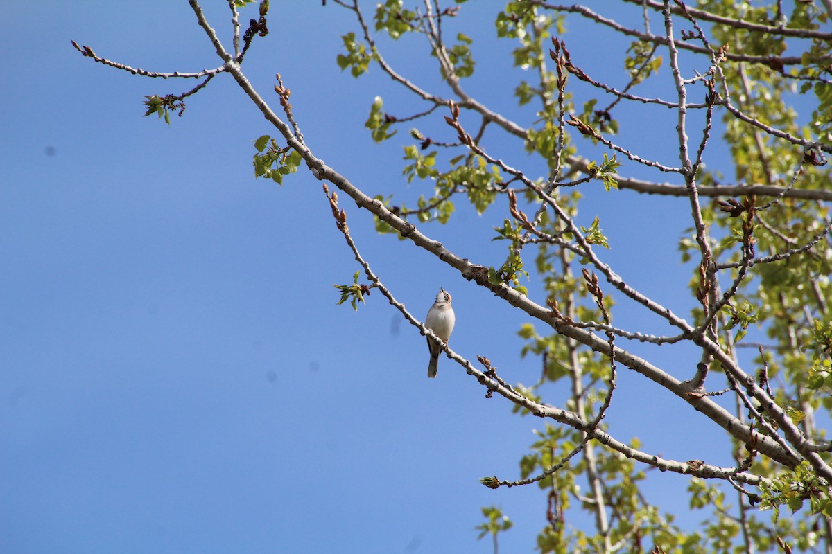 Lark Sparrow - ML620871224