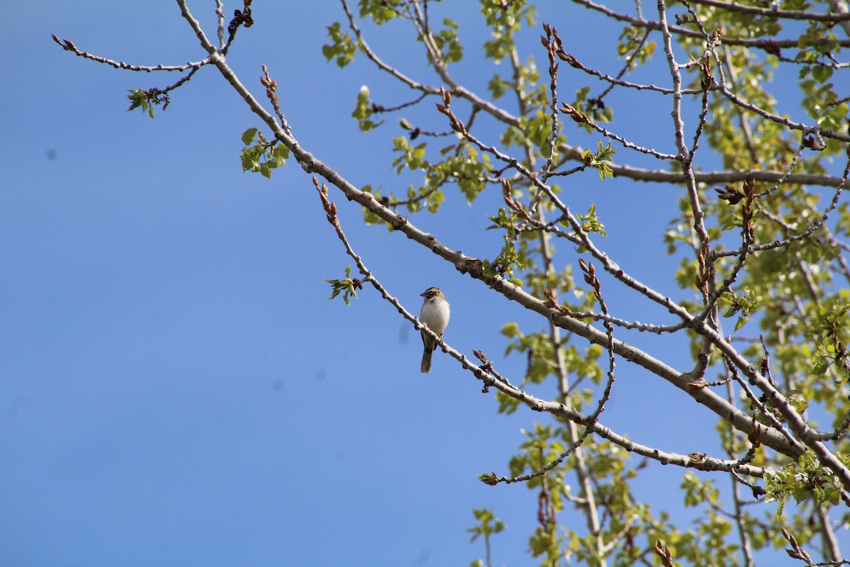 Lark Sparrow - ML620871226