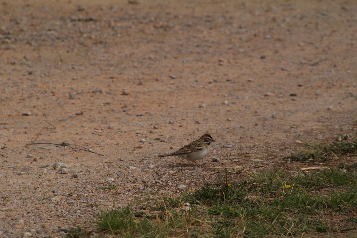 Lark Sparrow - ML620871231