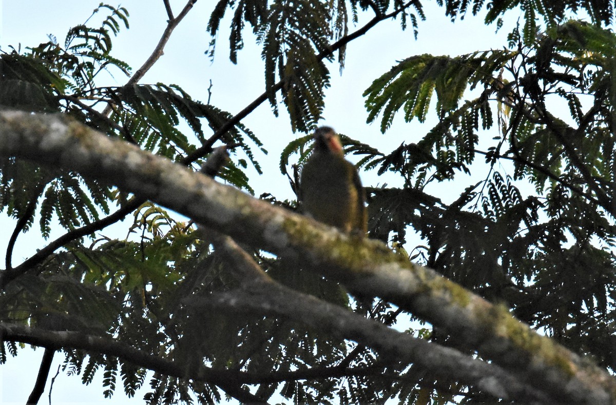 Smoky-brown Woodpecker - ML620871248