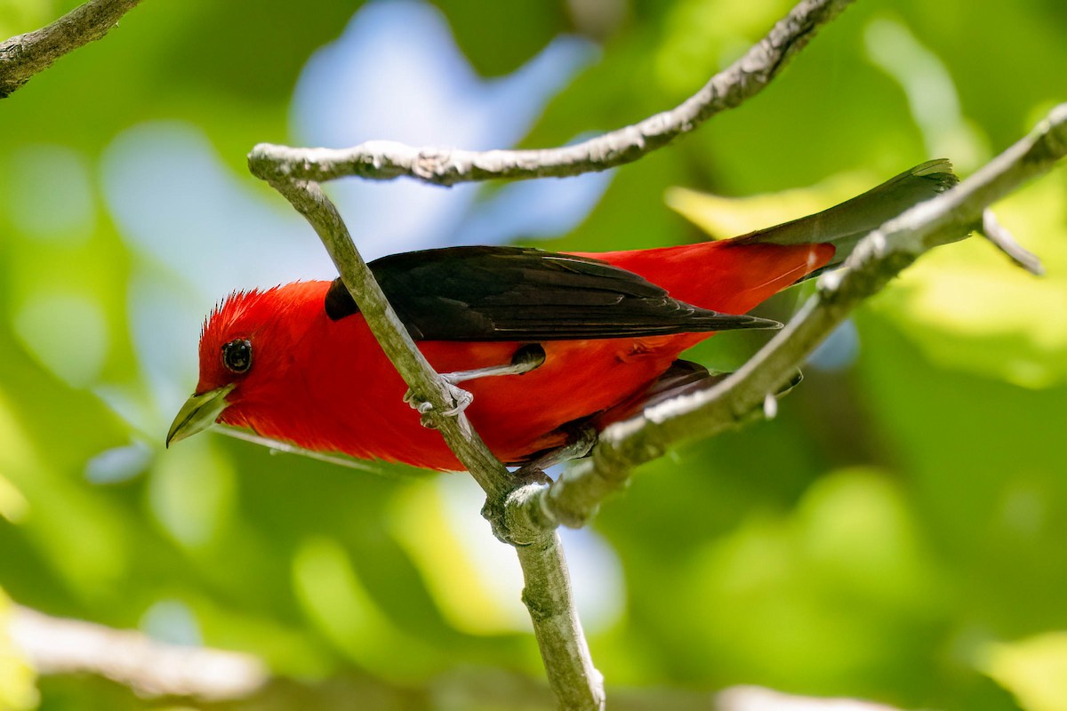 Scarlet Tanager - ML620871252