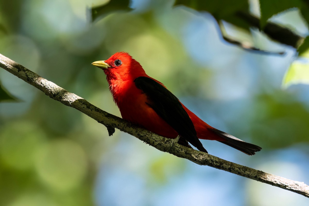 Scarlet Tanager - ML620871253