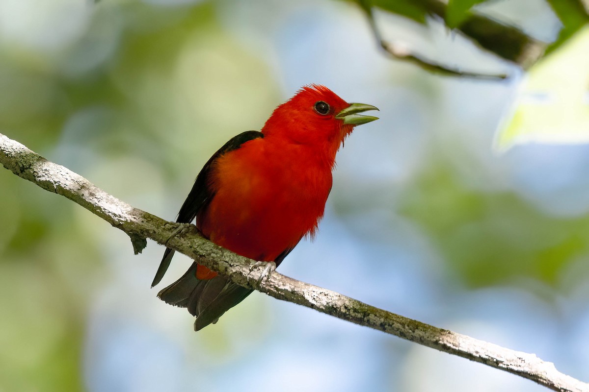 Scarlet Tanager - ML620871254