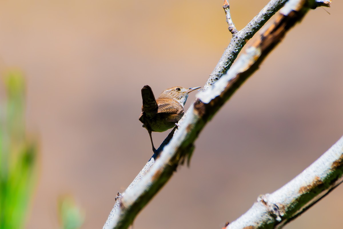 House Wren - ML620871262