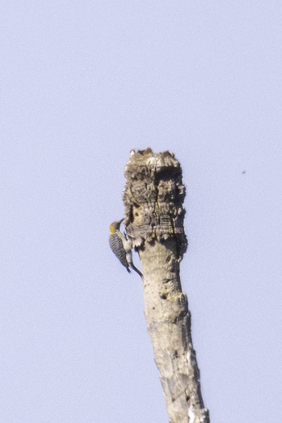 Golden-fronted Woodpecker - ML620871263