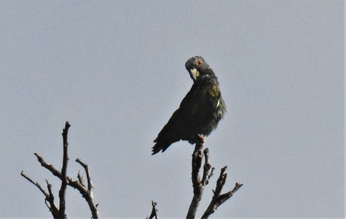 Brown-hooded Parrot - ML620871265