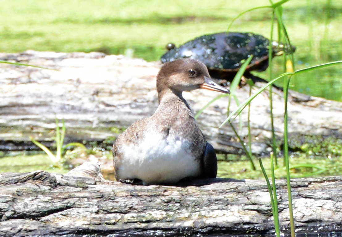 Hooded Merganser - Vicki Buchwald