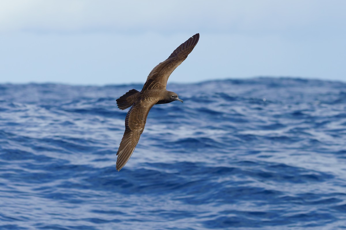 Wedge-tailed Shearwater - ML620871278