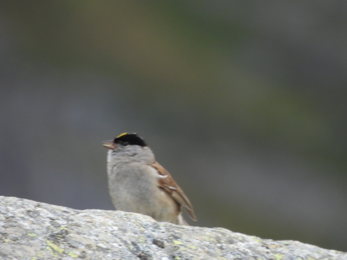 Golden-crowned Sparrow - ML620871282