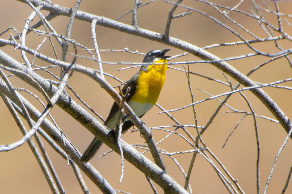 Yellow-breasted Chat - ML620871291