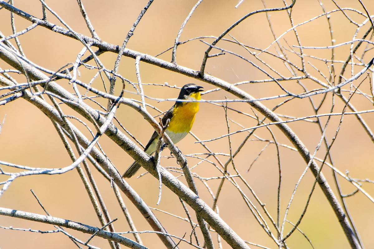 Yellow-breasted Chat - ML620871292
