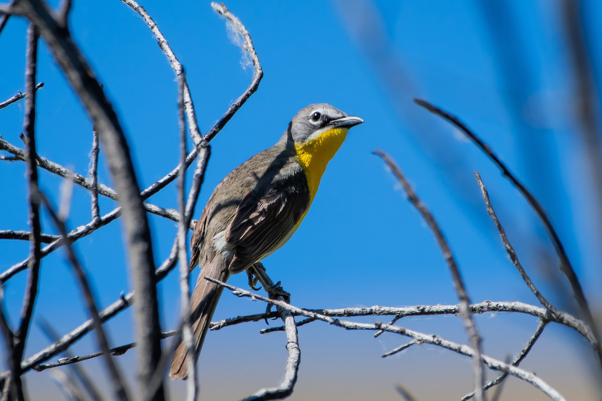 Yellow-breasted Chat - ML620871293