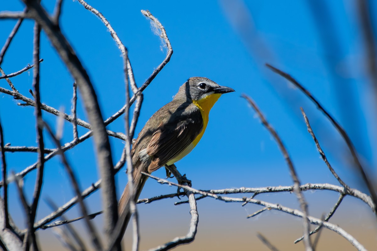 Yellow-breasted Chat - ML620871294