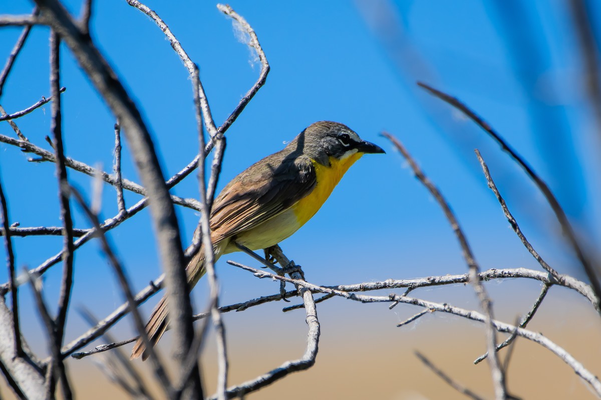 Yellow-breasted Chat - ML620871295
