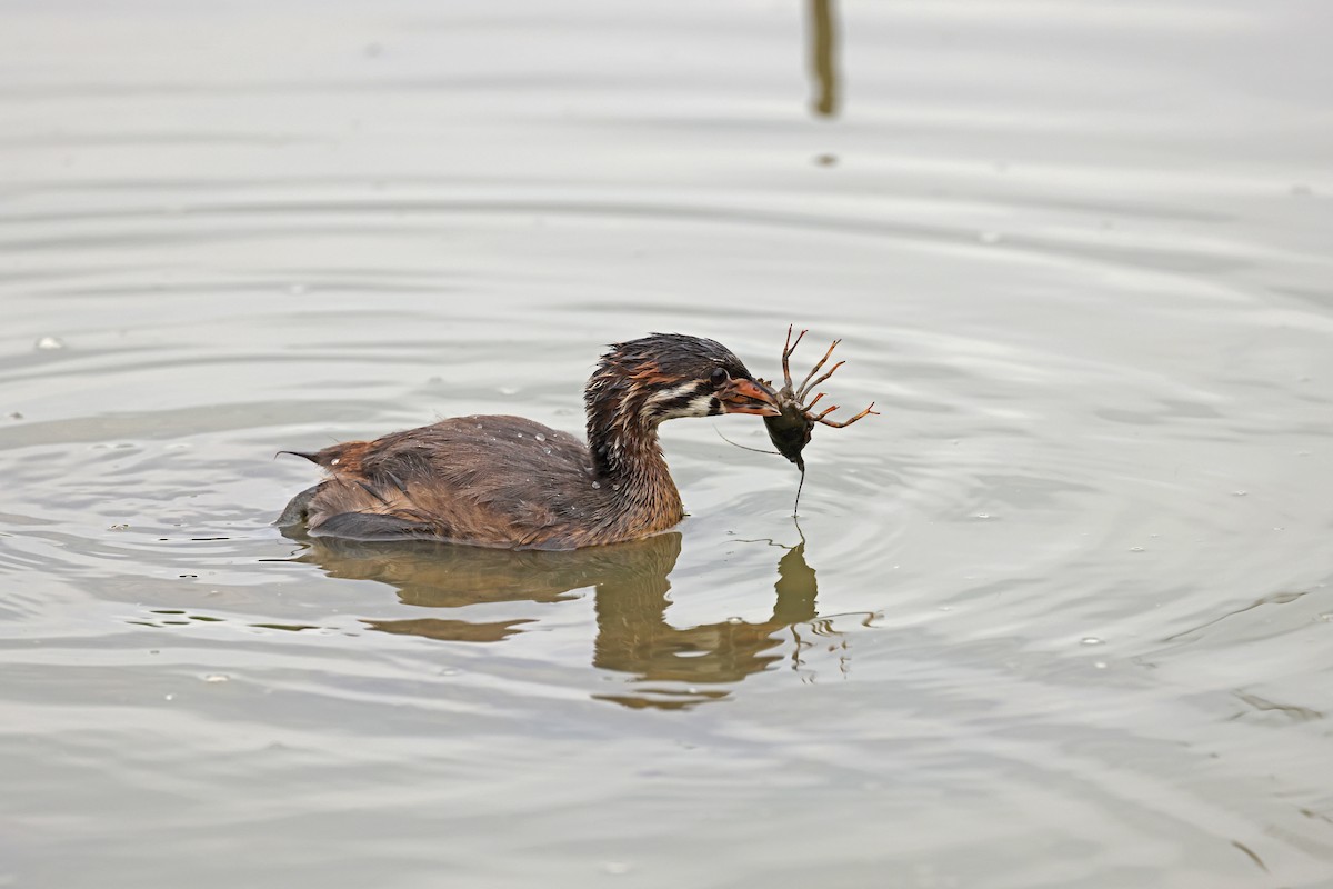 Pied-billed Grebe - ML620871300