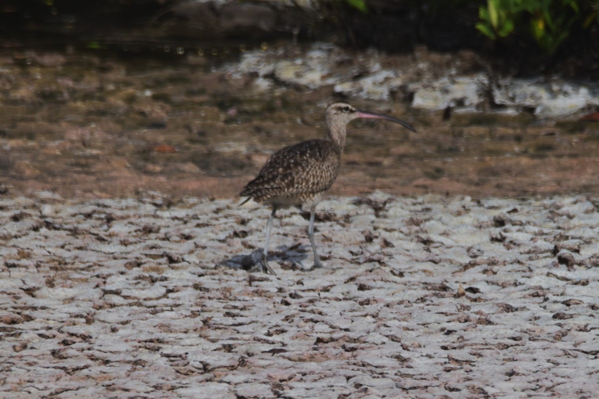 Regenbrachvogel - ML620871308